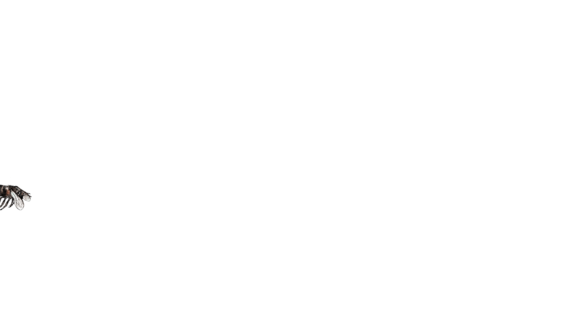 Image Sequence